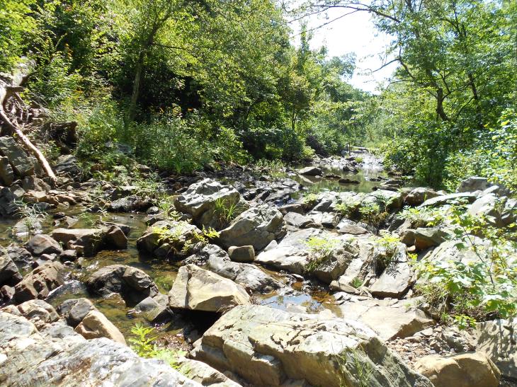 Crystal Prong Creek, looking upstream.