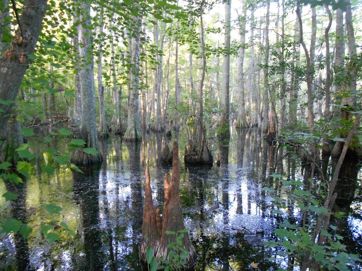 Just off the Cape Henry Trail.